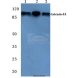 Anti-Catenin-δ1 (G224) Antibody from Bioworld Technology (BS2992) - Antibodies.com