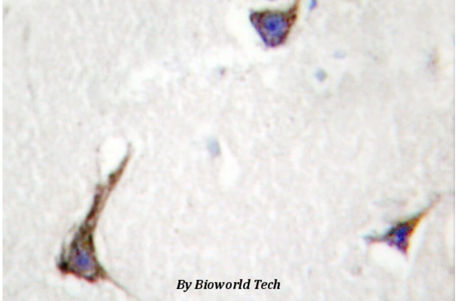 Anti-Syndecan-4 (K175) Antibody from Bioworld Technology (BS2994) - Antibodies.com