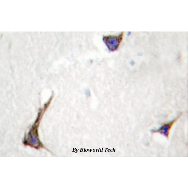 Anti-Syndecan-4 (K175) Antibody from Bioworld Technology (BS2994) - Antibodies.com