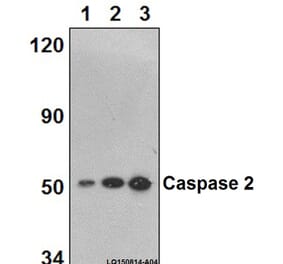 Anti-Caspase 2 (K152) Antibody from Bioworld Technology (BS2995) - Antibodies.com