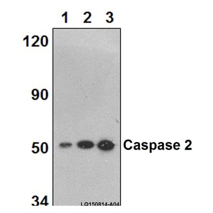 Anti-Caspase 2 (K152) Antibody from Bioworld Technology (BS2995) - Antibodies.com