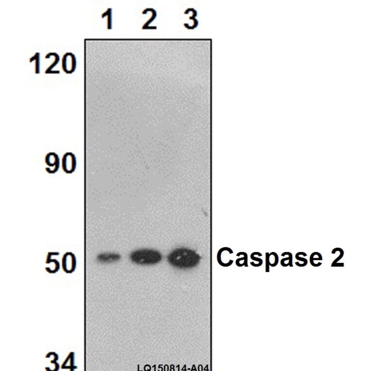 Anti-Caspase 2 (K152) Antibody from Bioworld Technology (BS2995) - Antibodies.com