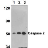 Anti-Caspase 2 (K152) Antibody from Bioworld Technology (BS2995) - Antibodies.com