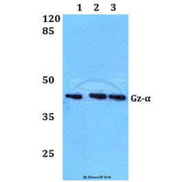 Anti-GNAZ (A12) Antibody from Bioworld Technology (BS2996) - Antibodies.com