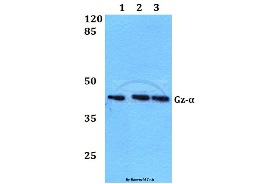 Anti-GNAZ (A12) Antibody from Bioworld Technology (BS2996) - Antibodies.com