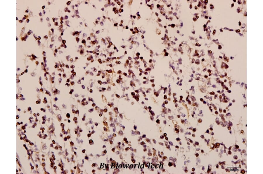 Anti-GNAZ (A12) Antibody from Bioworld Technology (BS2996) - Antibodies.com