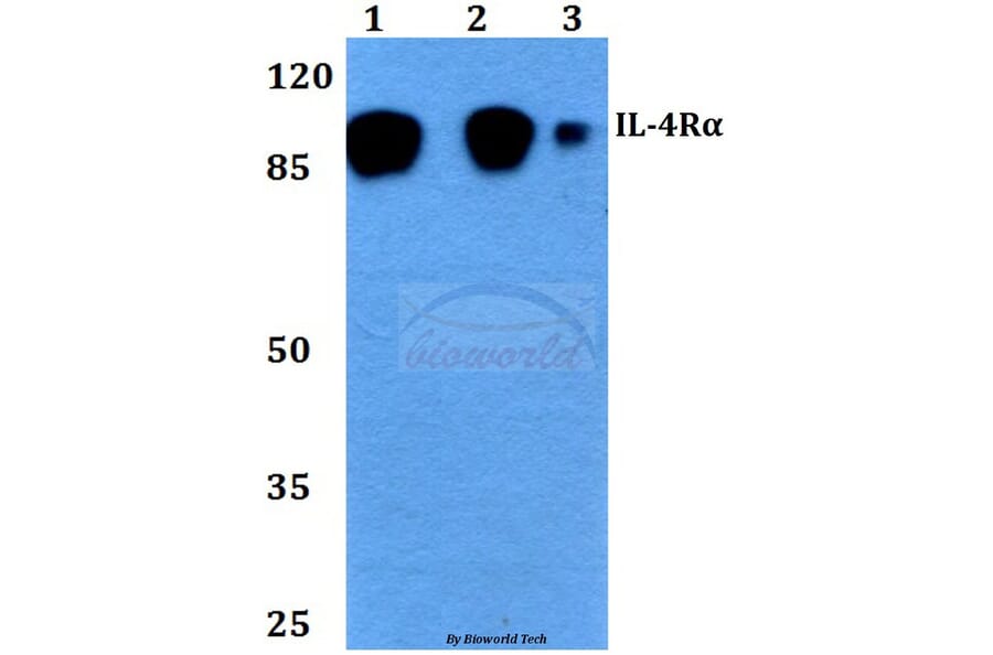 Anti-IL-4Rα (G493) Antibody from Bioworld Technology (BS2998) - Antibodies.com