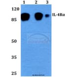 Anti-IL-4Rα (G493) Antibody from Bioworld Technology (BS2998) - Antibodies.com
