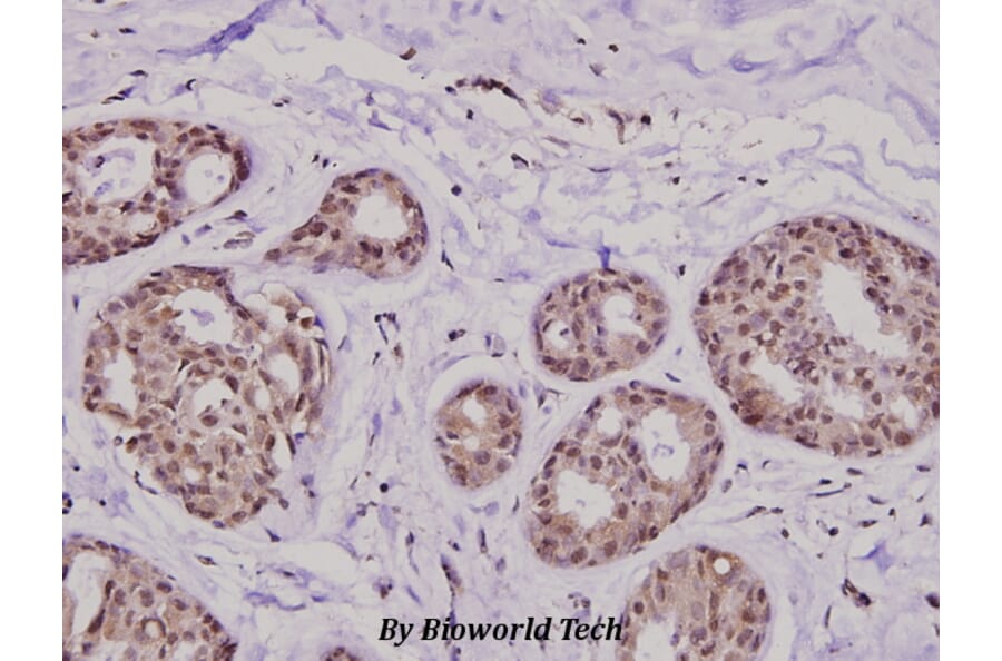 Anti-KIF20A (I524) Antibody from Bioworld Technology (BS2999) - Antibodies.com