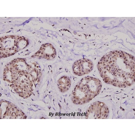 Anti-KIF20A (I524) Antibody from Bioworld Technology (BS2999) - Antibodies.com
