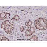 Anti-KIF20A (I524) Antibody from Bioworld Technology (BS2999) - Antibodies.com