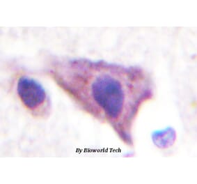 Anti-Kir5.1 (N410) Antibody from Bioworld Technology (BS3000) - Antibodies.com