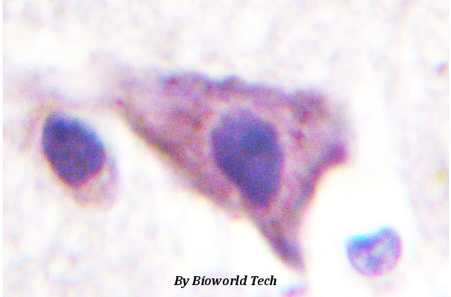 Anti-Kir5.1 (N410) Antibody from Bioworld Technology (BS3000) - Antibodies.com