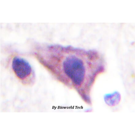 Anti-Kir5.1 (N410) Antibody from Bioworld Technology (BS3000) - Antibodies.com