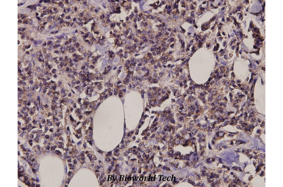 Anti-MARK1/2/3/4 (N211) Antibody from Bioworld Technology (BS3001) - Antibodies.com