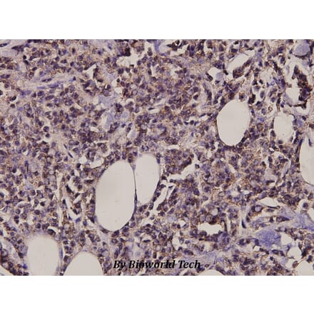 Anti-MARK1/2/3/4 (N211) Antibody from Bioworld Technology (BS3001) - Antibodies.com