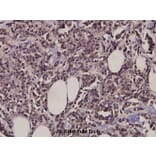 Anti-MARK1/2/3/4 (N211) Antibody from Bioworld Technology (BS3001) - Antibodies.com