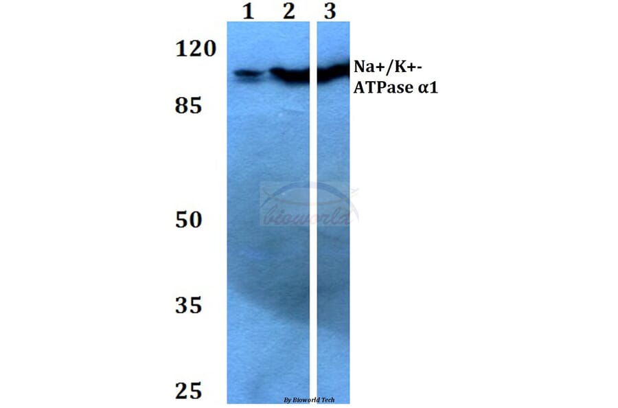 Anti-Na+/K+-ATPase α1 (G19) Antibody from Bioworld Technology (BS3002) - Antibodies.com