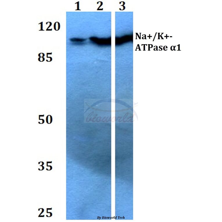 Anti-Na+/K+-ATPase α1 (G19) Antibody from Bioworld Technology (BS3002) - Antibodies.com