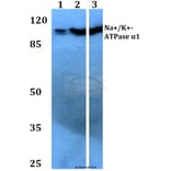 Anti-Na+/K+-ATPase α1 (G19) Antibody from Bioworld Technology (BS3002) - Antibodies.com