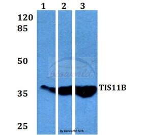 Anti-TIS11B (D88) Antibody from Bioworld Technology (BS3004) - Antibodies.com
