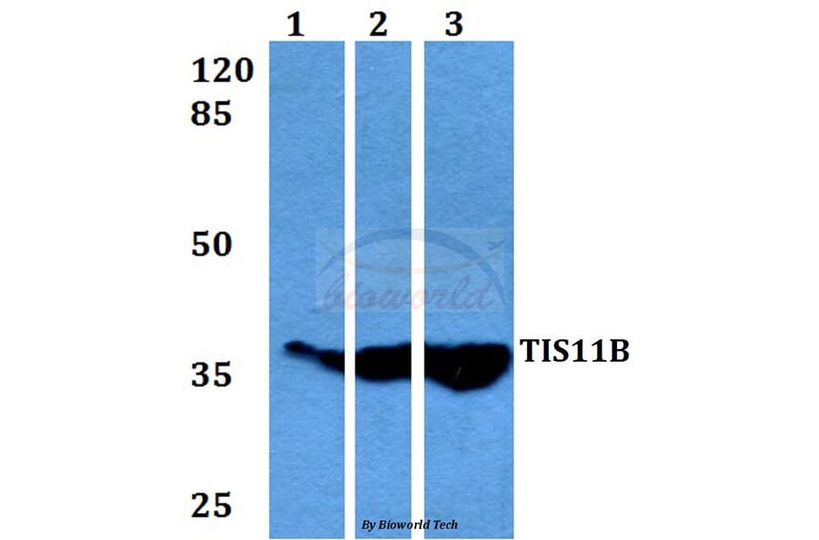 Anti-TIS11B (D88) Antibody from Bioworld Technology (BS3004) - Antibodies.com