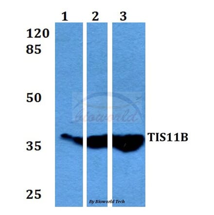 Anti-TIS11B (D88) Antibody from Bioworld Technology (BS3004) - Antibodies.com