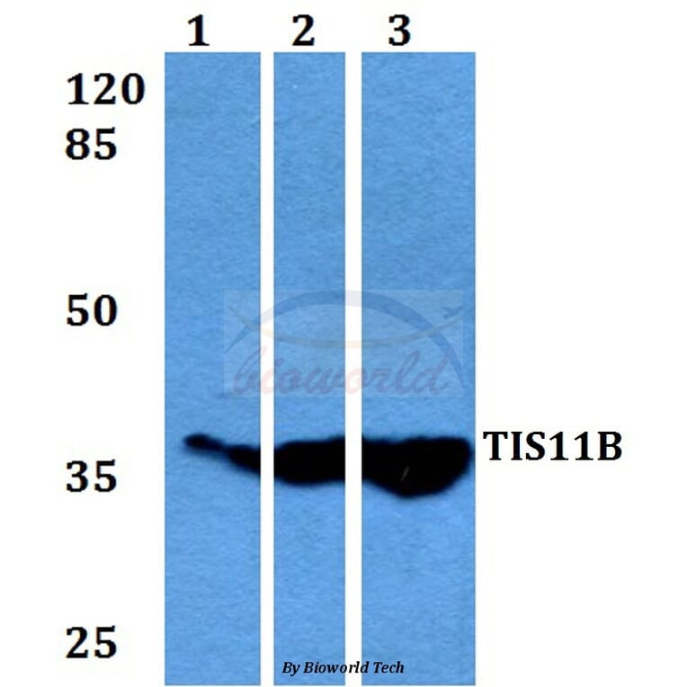 Anti-TIS11B (D88) Antibody from Bioworld Technology (BS3004) - Antibodies.com