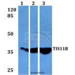 Anti-TIS11B (D88) Antibody from Bioworld Technology (BS3004) - Antibodies.com