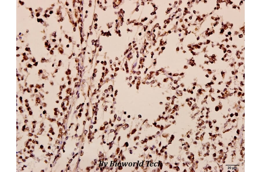 Anti-TIS11B (D88) Antibody from Bioworld Technology (BS3004) - Antibodies.com