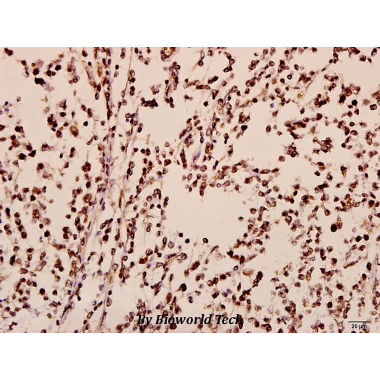 Anti-TIS11B (D88) Antibody from Bioworld Technology (BS3004) - Antibodies.com