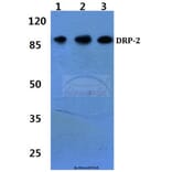 Anti-DRP-2 (P510) Antibody from Bioworld Technology (BS3005) - Antibodies.com