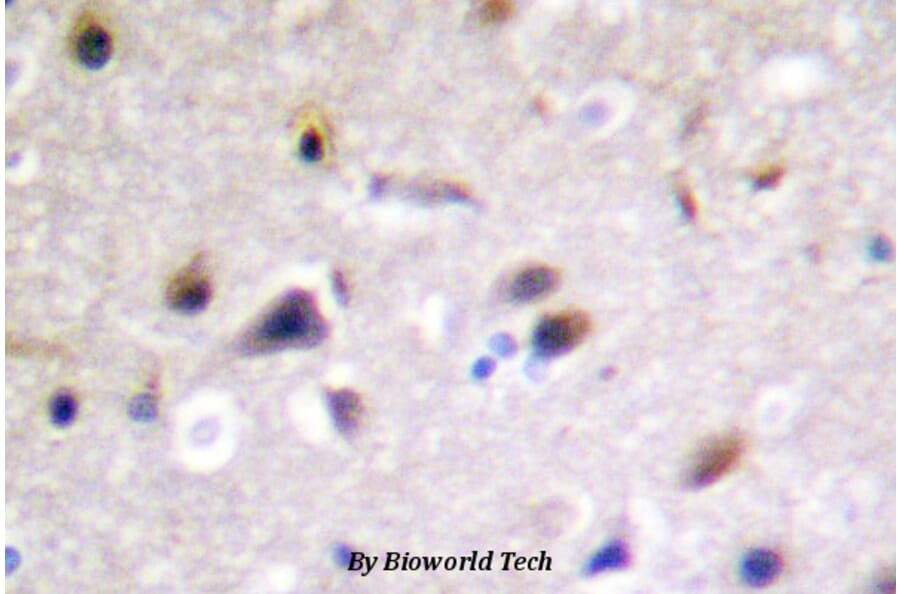 Anti-DRP-2 (P510) Antibody from Bioworld Technology (BS3005) - Antibodies.com
