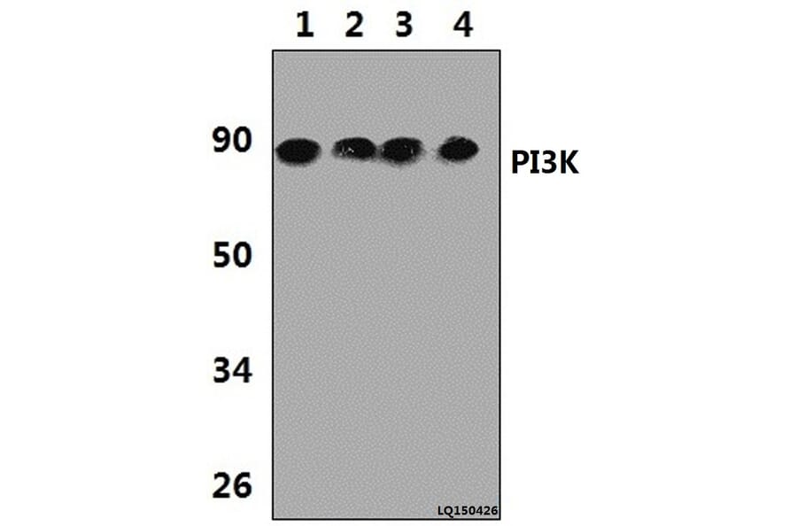 Anti-PI3K p85α/p55γ (Y463) Antibody from Bioworld Technology (BS3006) - Antibodies.com