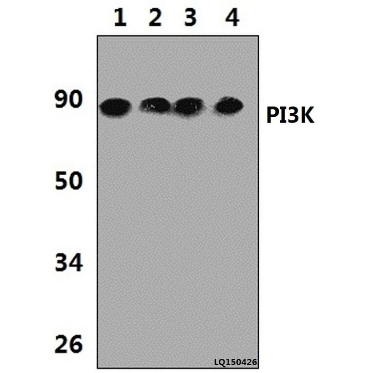 Anti-PI3K p85α/p55γ (Y463) Antibody from Bioworld Technology (BS3006) - Antibodies.com