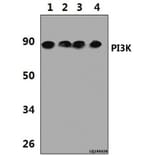 Anti-PI3K p85α/p55γ (Y463) Antibody from Bioworld Technology (BS3006) - Antibodies.com