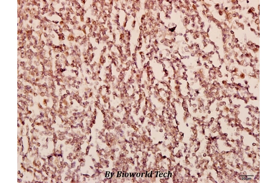 Anti-SIP1 (E101) Antibody from Bioworld Technology (BS3009) - Antibodies.com