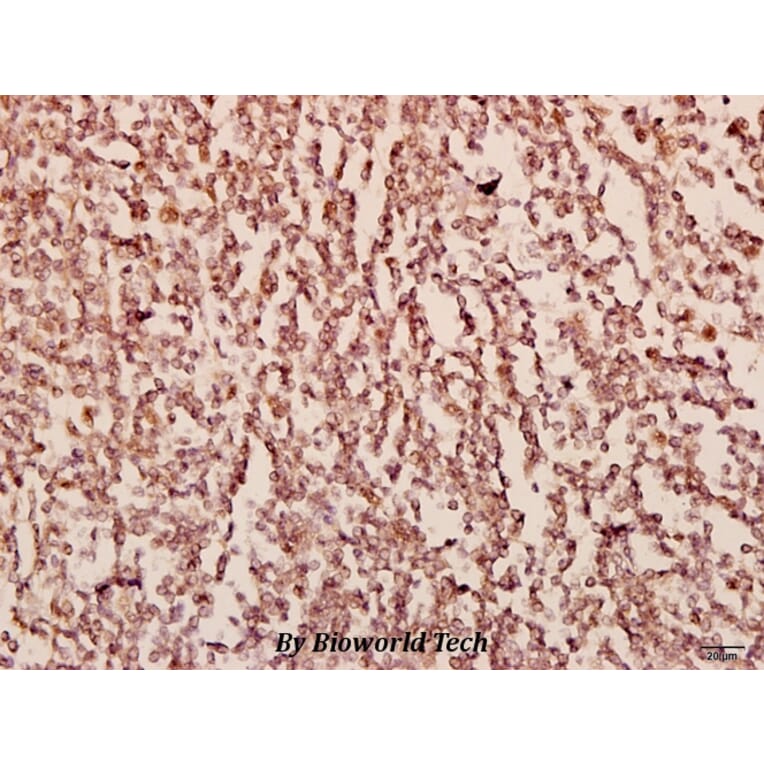 Anti-SIP1 (E101) Antibody from Bioworld Technology (BS3009) - Antibodies.com