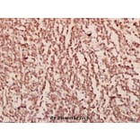 Anti-SIP1 (E101) Antibody from Bioworld Technology (BS3009) - Antibodies.com