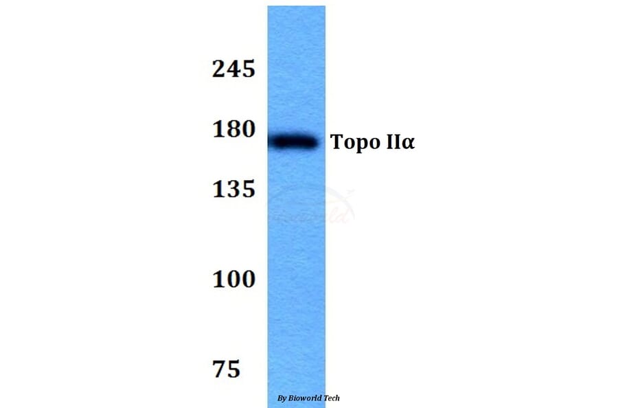 Anti-Topo IIα (Q14) Antibody from Bioworld Technology (BS3010) - Antibodies.com