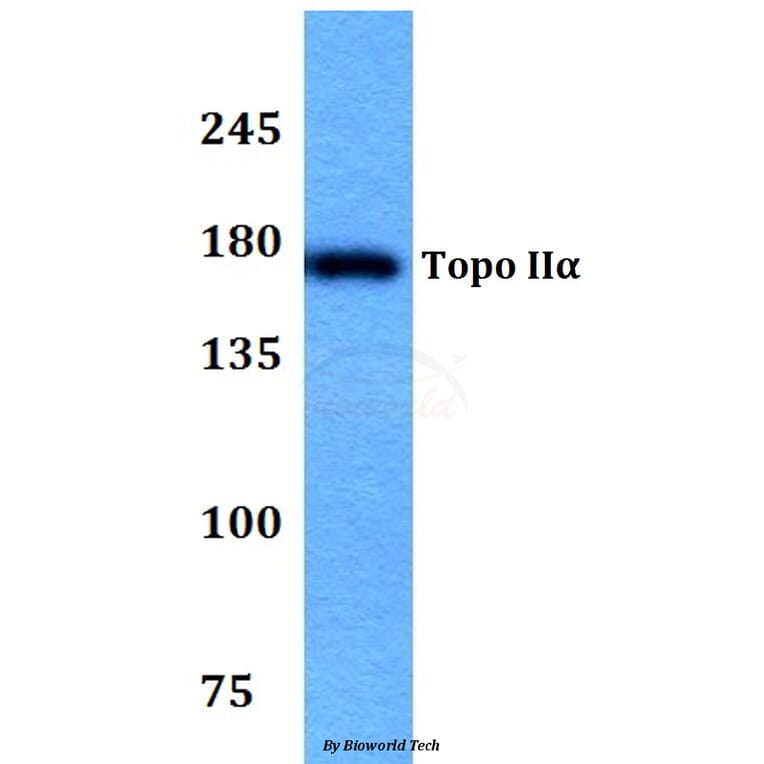 Anti-Topo IIα (Q14) Antibody from Bioworld Technology (BS3010) - Antibodies.com