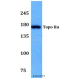 Anti-Topo IIα (Q14) Antibody from Bioworld Technology (BS3010) - Antibodies.com