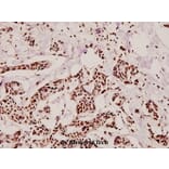 Anti-Topo IIα (Q14) Antibody from Bioworld Technology (BS3010) - Antibodies.com