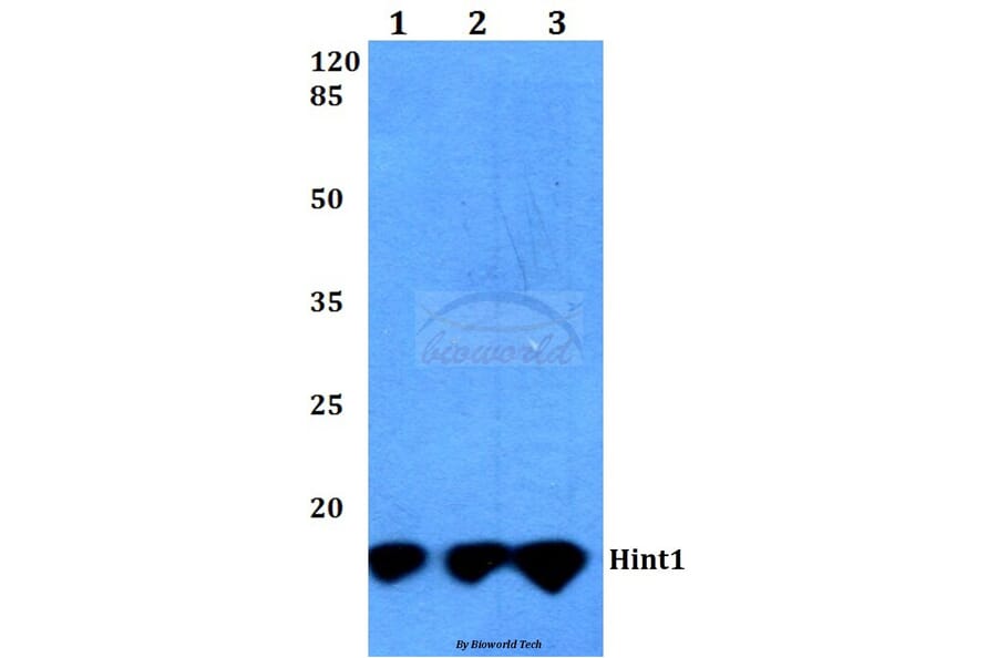 Anti-Hint1 (N99) Antibody from Bioworld Technology (BS3011) - Antibodies.com