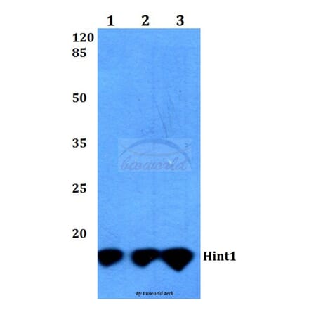 Anti-Hint1 (N99) Antibody from Bioworld Technology (BS3011) - Antibodies.com
