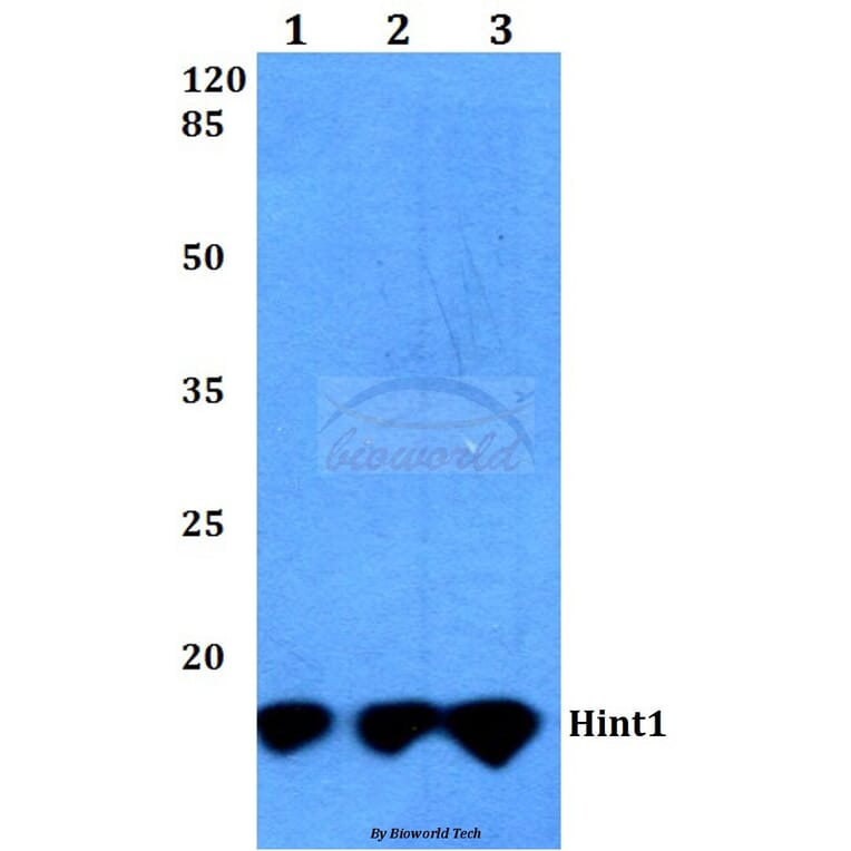 Anti-Hint1 (N99) Antibody from Bioworld Technology (BS3011) - Antibodies.com