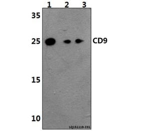 Anti-CD9 (Y129) Antibody from Bioworld Technology (BS3022) - Antibodies.com