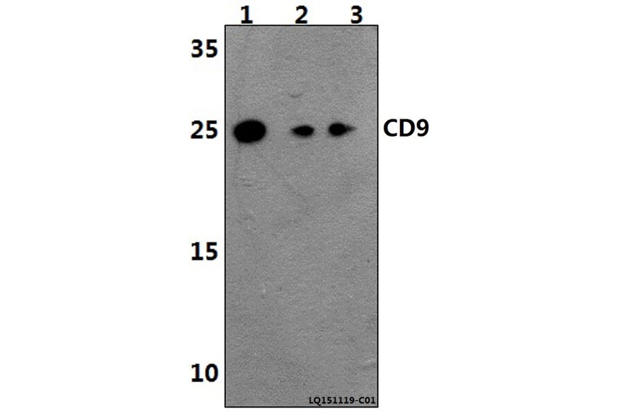 Anti-CD9 (Y129) Antibody from Bioworld Technology (BS3022) - Antibodies.com