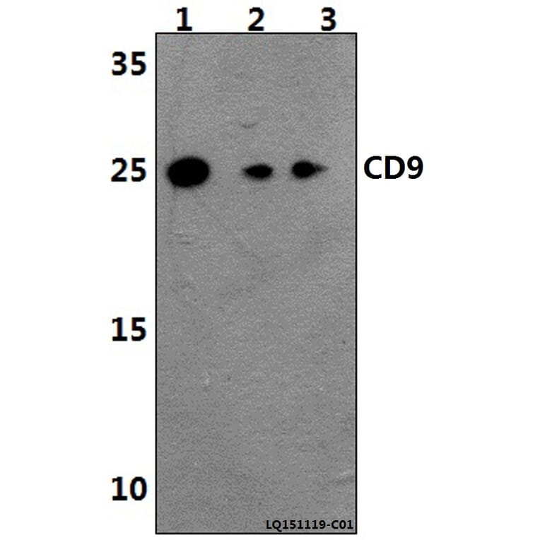Anti-CD9 (Y129) Antibody from Bioworld Technology (BS3022) - Antibodies.com