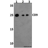 Anti-CD9 (Y129) Antibody from Bioworld Technology (BS3022) - Antibodies.com